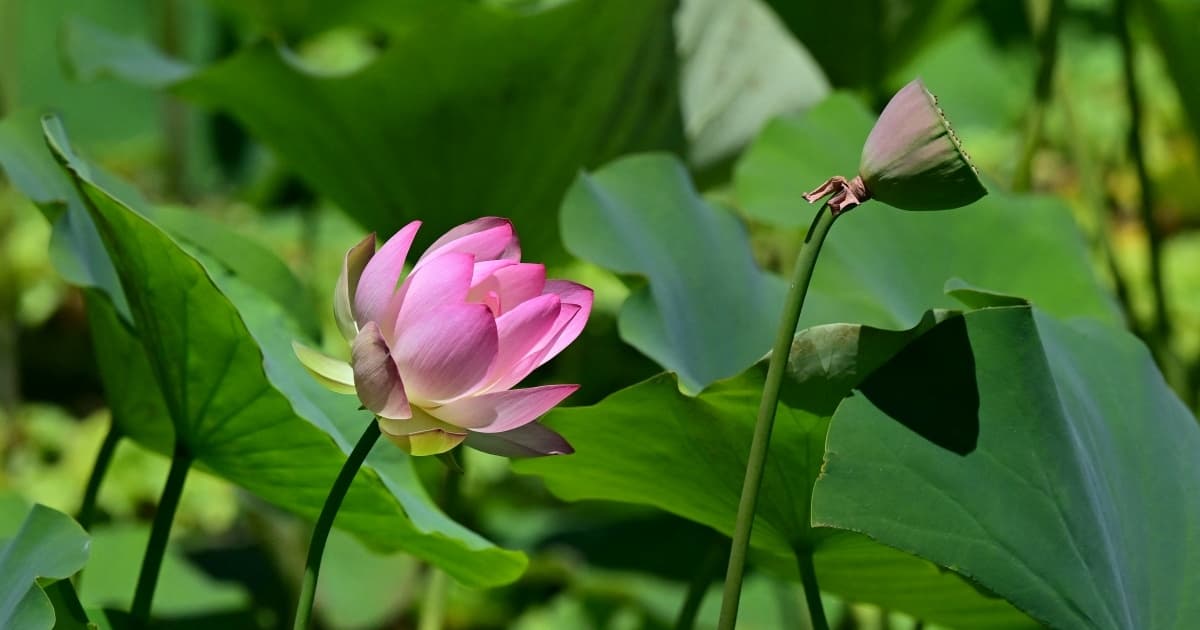 夏至陽極陰生 吃「長命菜」可消百病