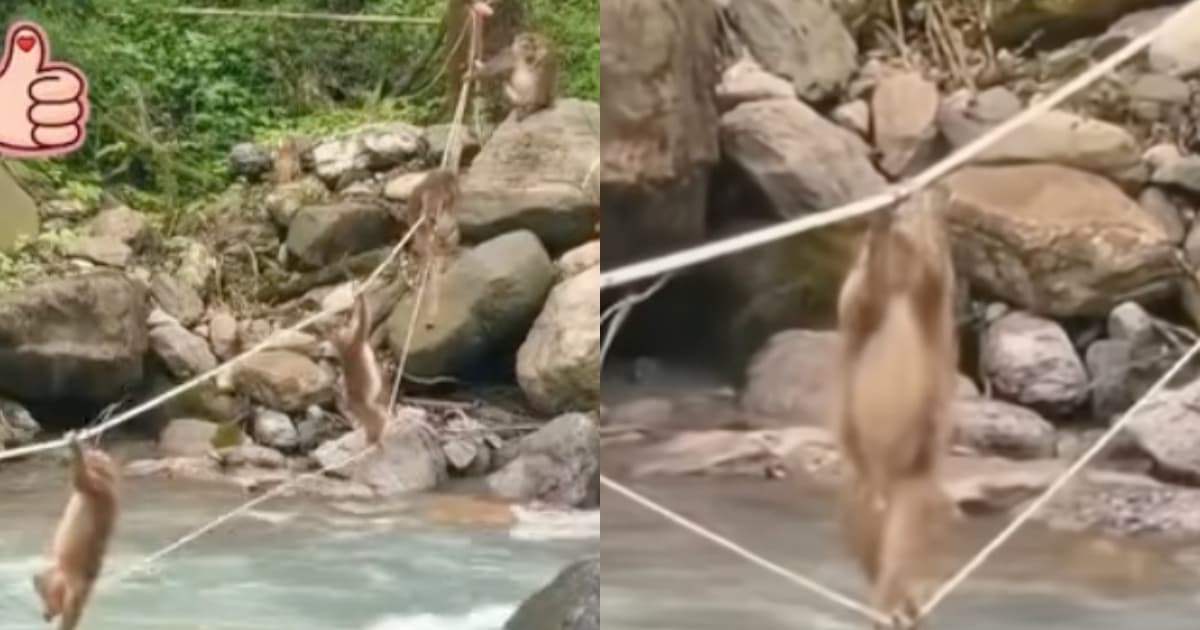 大开眼界！猴子爬绳过河 大猴化身“安全员”（视频）