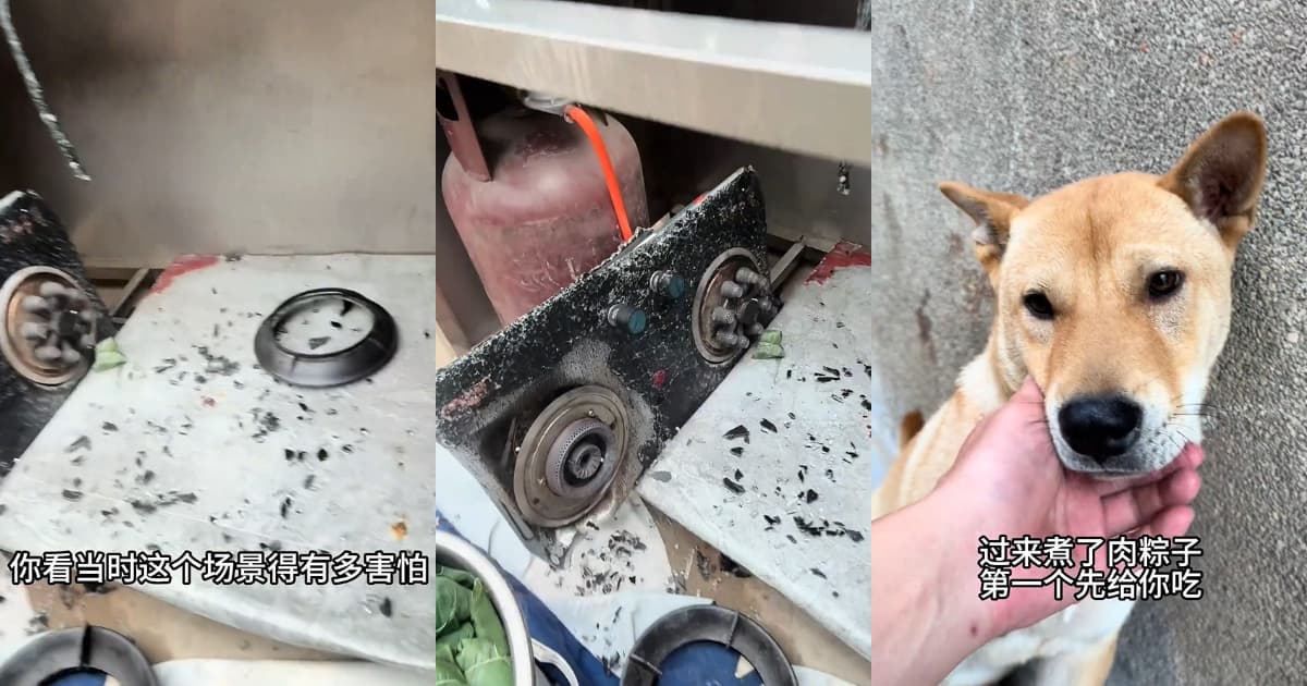 生死30秒！狗狗突然狂吠提醒主人逃過一劫。https://www.ntdtv.com/b5/2026/06/22/a104108115.html