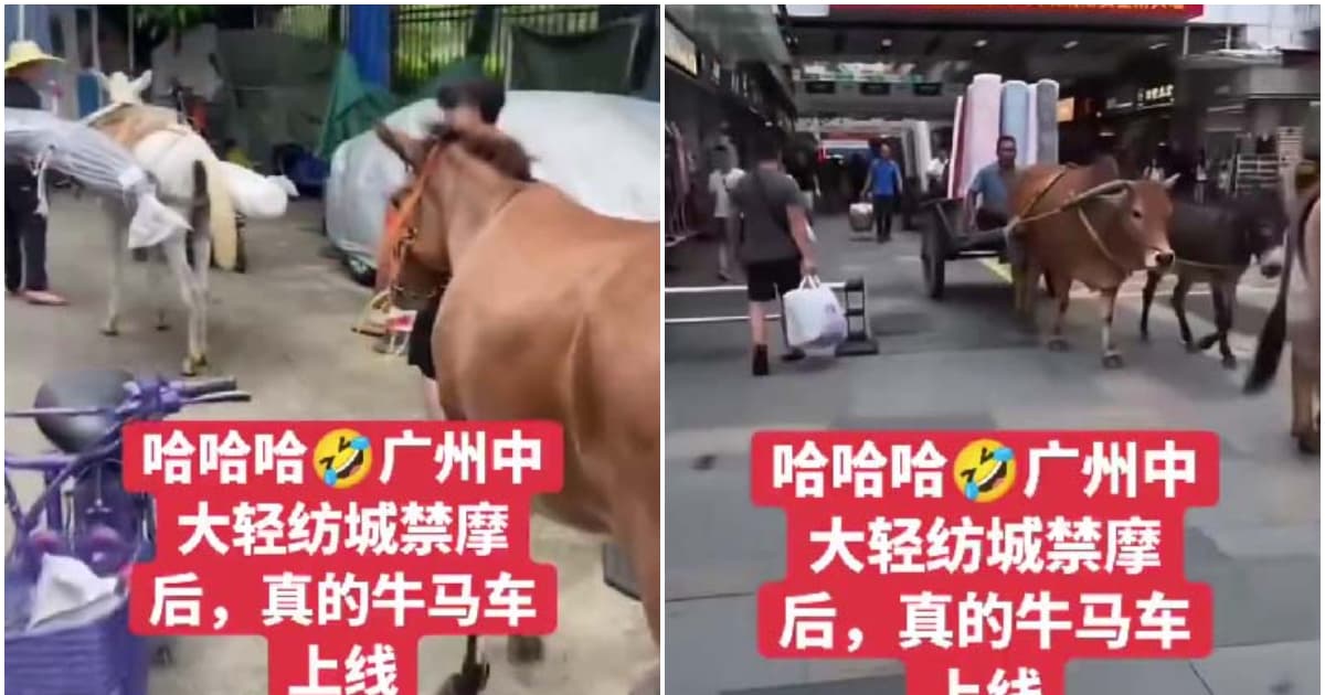 广州轻纺城禁电瓶车 商户用牛马驴运货（视频）