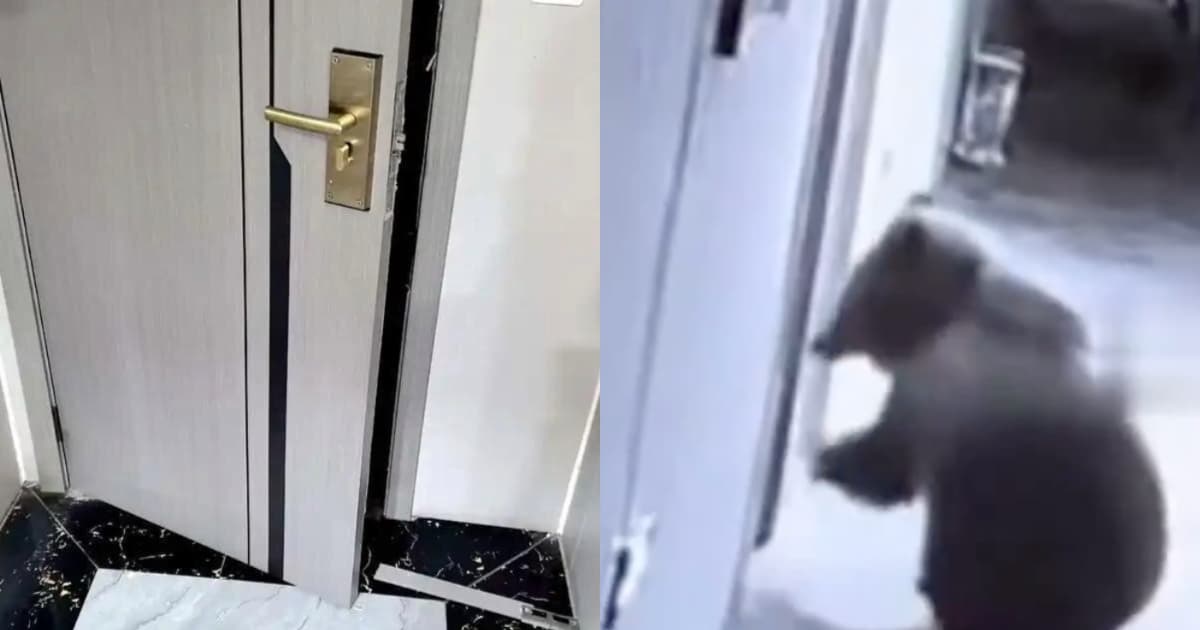 酒店驚魂！凌晨房門被熊推開 上演人熊對視（視頻）