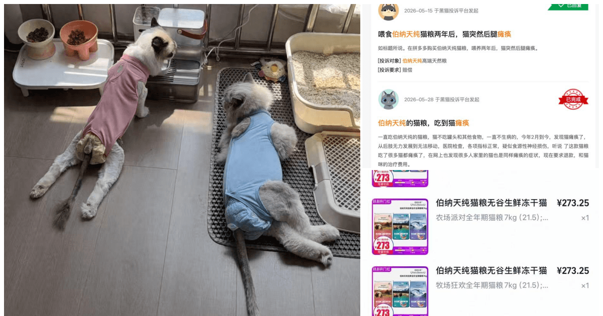 中國數千隻貓離奇癱瘓 禍首劍指國產貓糧