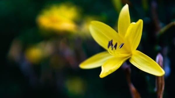 黄花菜都凉了？这“黄花”可真不简单呢(图)