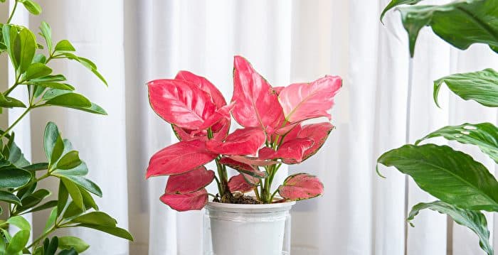 夏季室内植物的户外护理