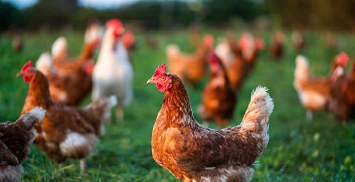 防H5N1入侵养鸡场 澳放养鸡恐转室内饲养