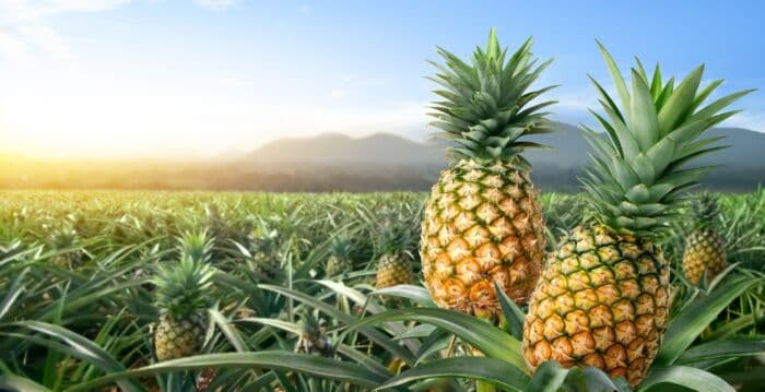 昆州运用AI技术采摘菠萝 保证果实同样香甜
