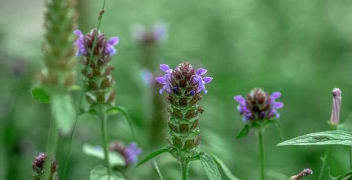 【元气厨房】夏枯草 最懂节律的草药
