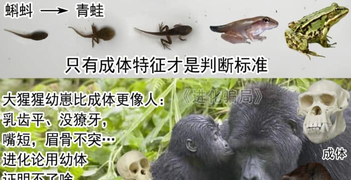 进化骗局(31) 非洲猿人造假序幕