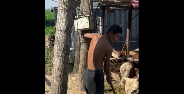 河北一养牛场奴役残障人员 当局疑似知情