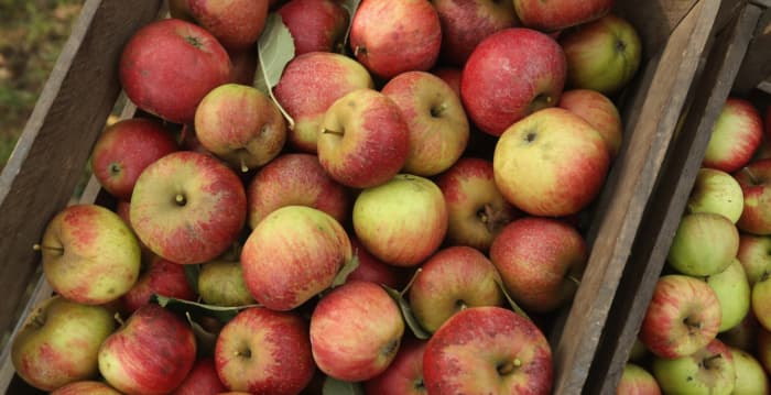 苹果放宽农药残 食药署:依科学评估订定