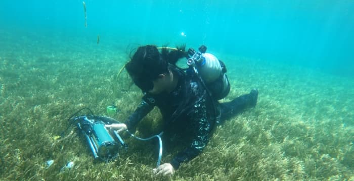 海草床不只固碳 高科大研究首揭完整“碳收支”机制