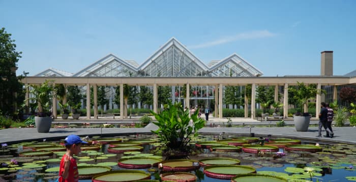 长木花园夏日奇观:睡莲庭院
