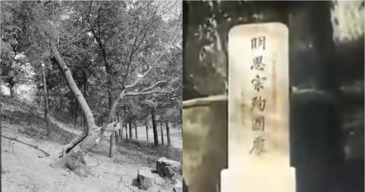 遊客對崇禎自縊樹鞠躬 被定性「非法宗教活動」(語音)