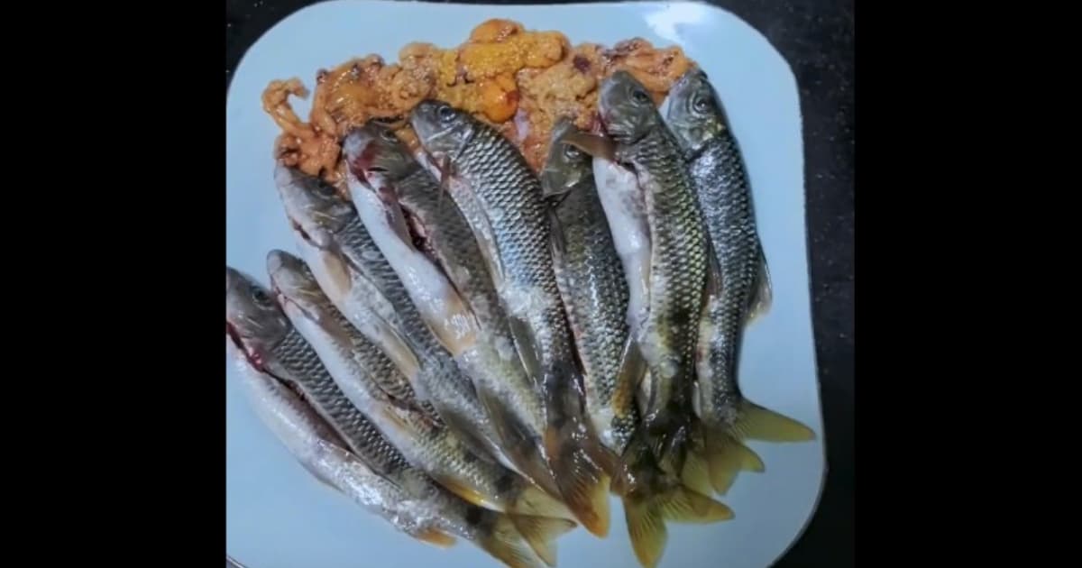 當心這種「石斑魚卵」 中毒後無解藥