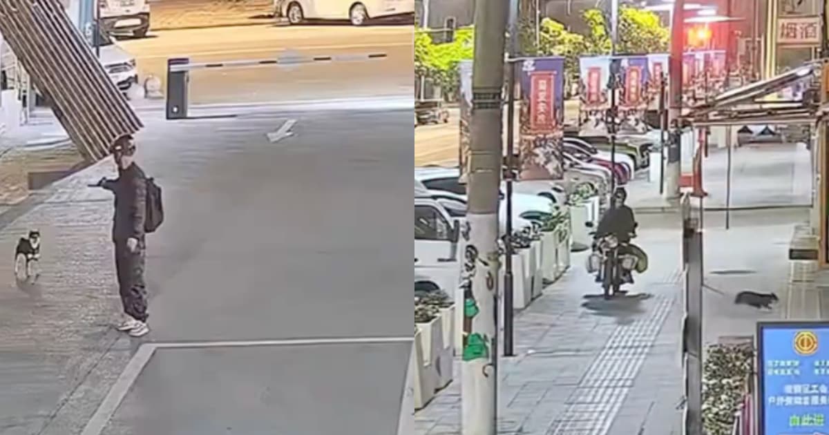 小柴犬深夜接主人下班 被偷狗人射暈擄走(視頻)