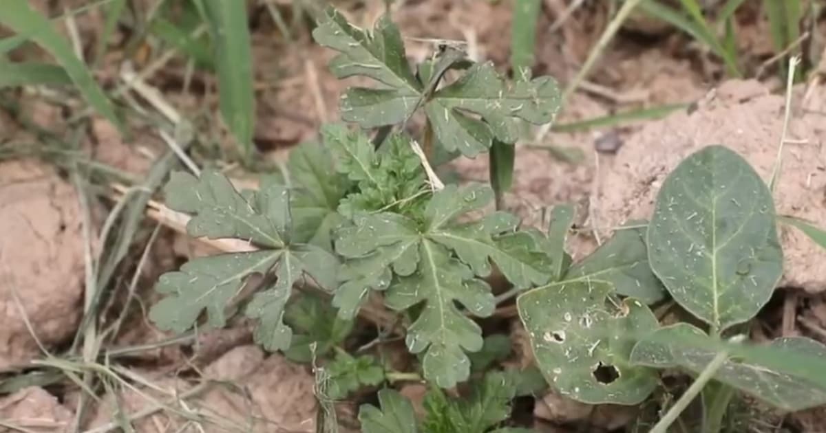 劇毒!誤將「曼陀羅當菠菜」一家三口中毒昏迷