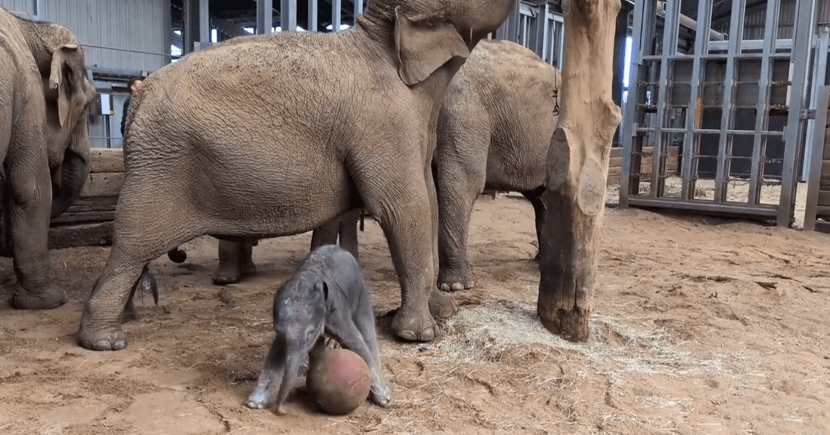 野牛射門 羚羊頭槌 世界盃熱潮席捲動物園