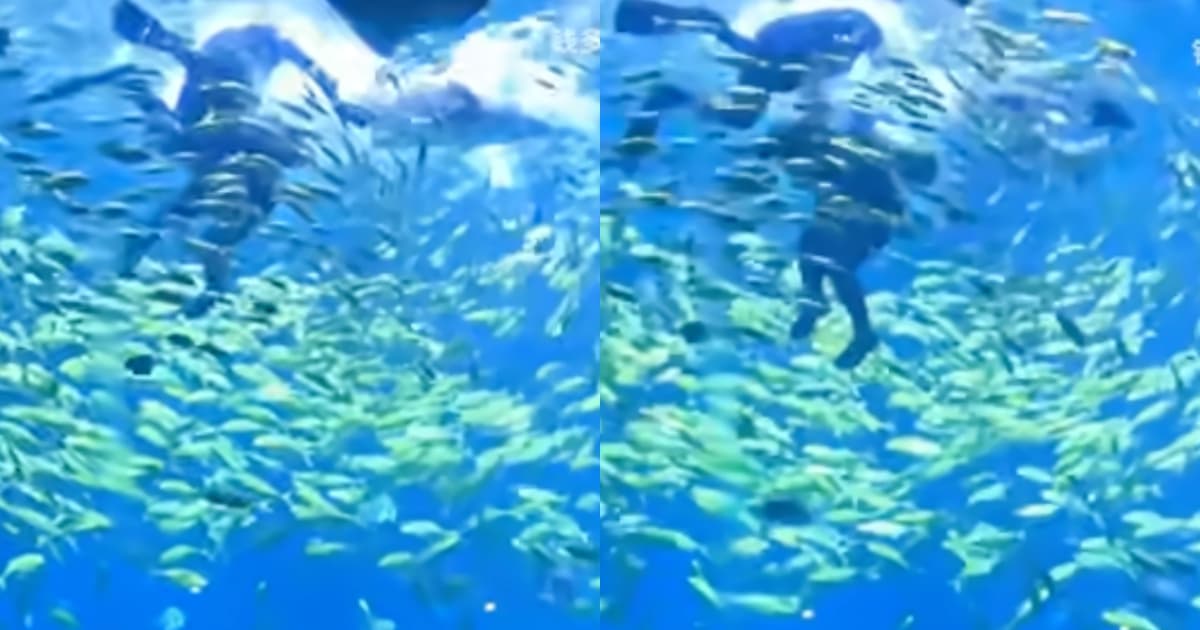 前無古人!一名律師在湖南長沙被鯊魚咬了(視頻)