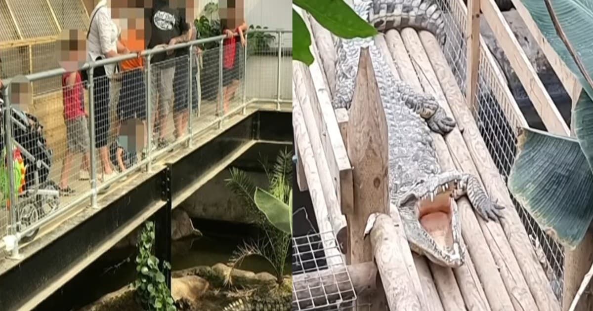 驚悚!英3歲童逛動物園 突遭男子「扔進鱷魚池」