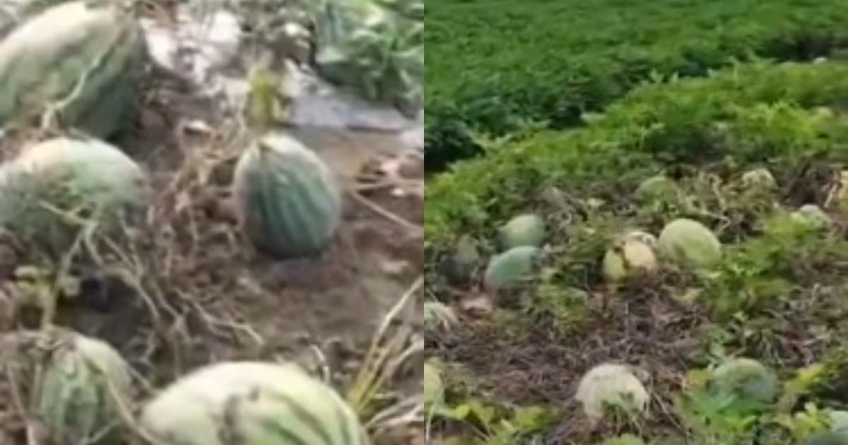 中國河南西瓜滯銷 一瓶礦泉水換3個瓜(視頻)
