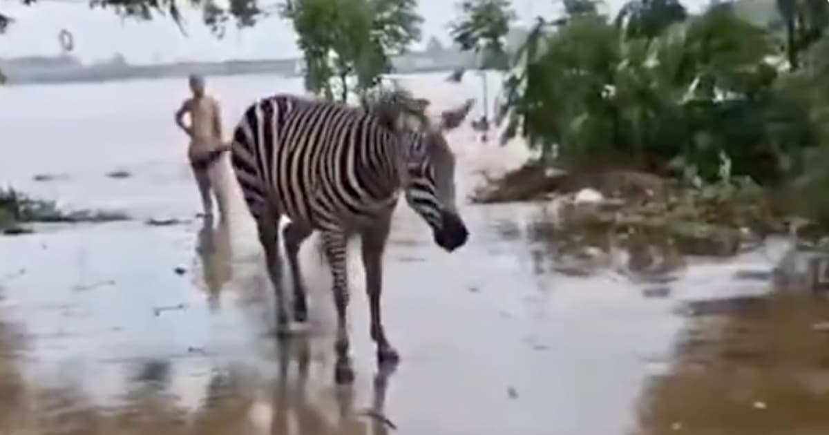 廣西洪水沖毀動物園 獅子淹死 斑馬出逃(視頻)