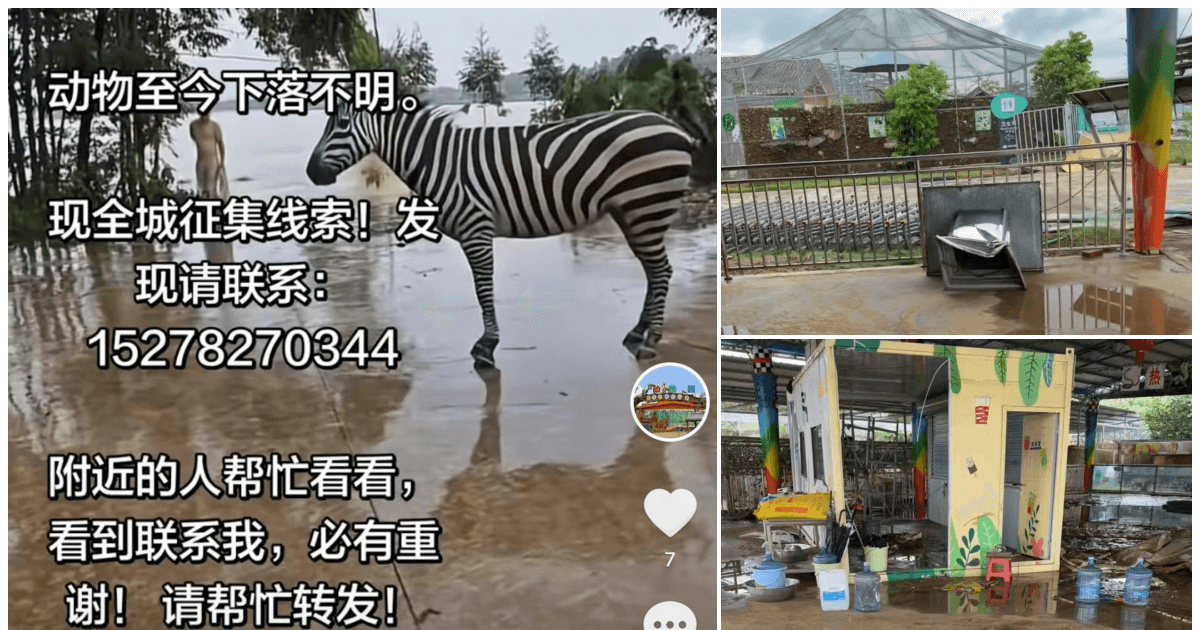貴州動物園逾百動物被沖走 動物求生畫面瘋傳