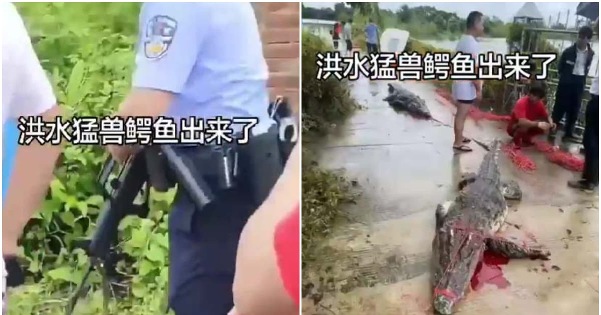 廣西「闢謠」鰐魚出逃 網民發公安槍殺鰐魚照打臉