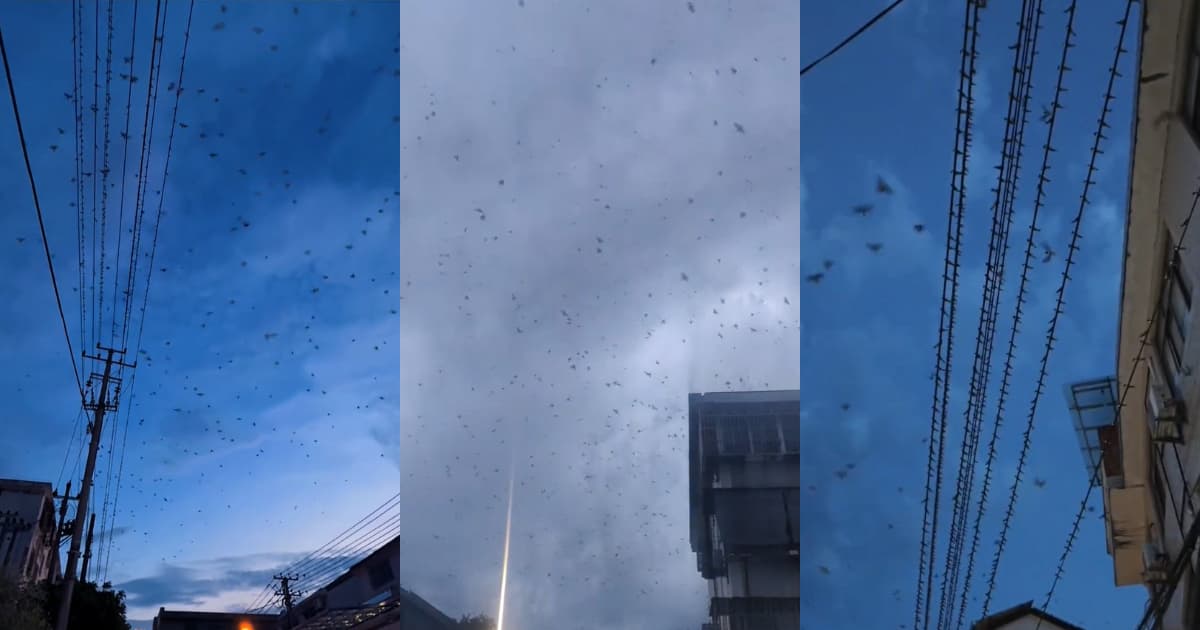 浙江驚現大量飛鳥離巢空中盤旋 (視頻)