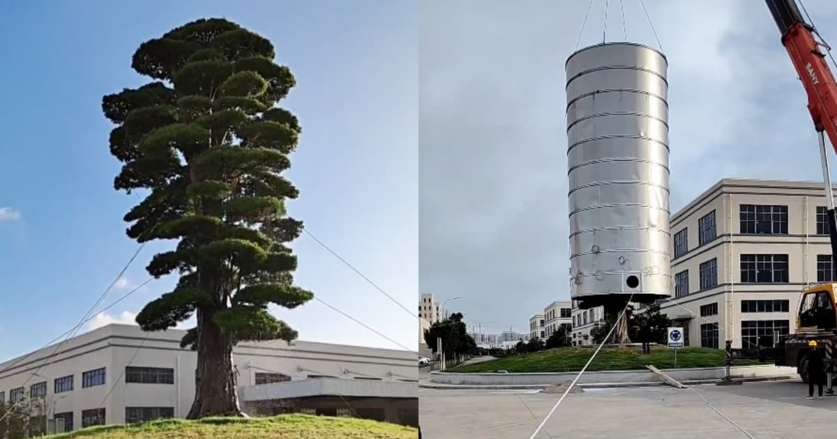 防巴威!浙江为名贵罗汉松套“金钟罩”惹议(视频)