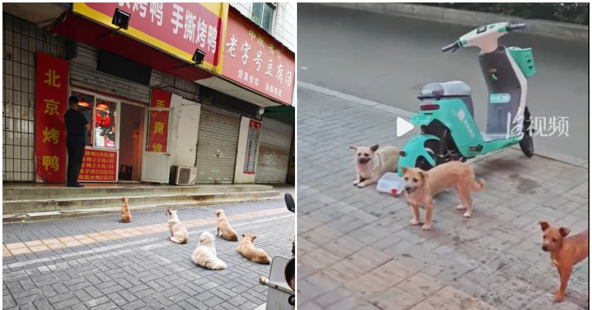 5隻小狗自覺排隊 洛陽一烤鴨店首波客人竟是汪汪隊
