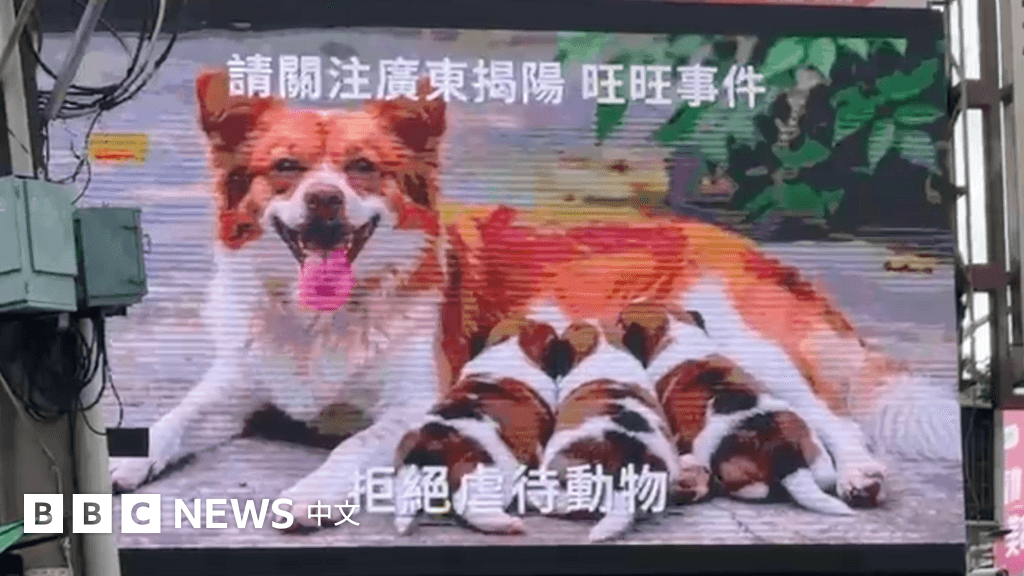 中國揭陽虐狗案:如何席捲全球各地輿論?
