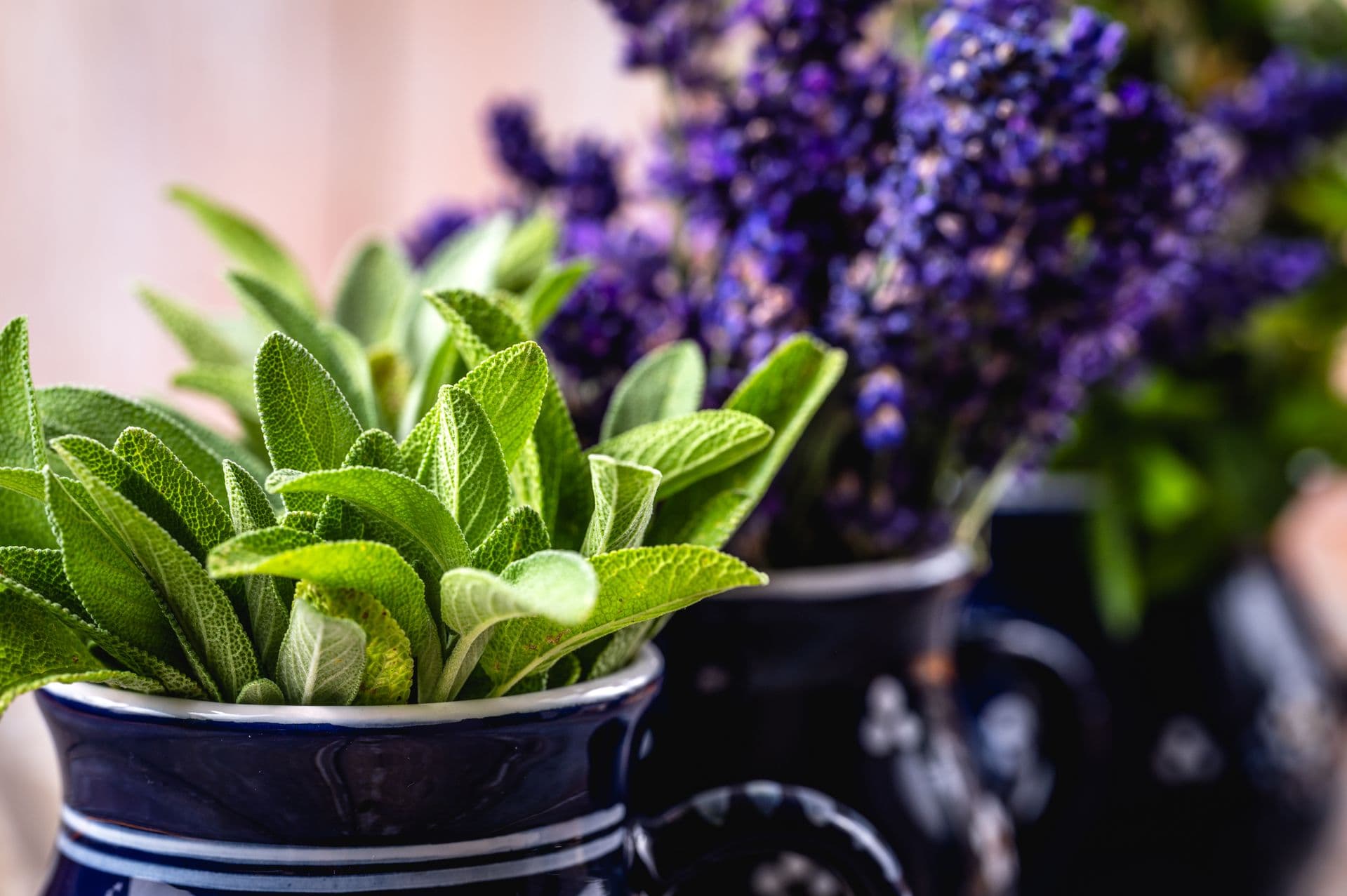 For Powerful Traditional Remedies, Know and Grow Medicinal Herbs (S) Sage