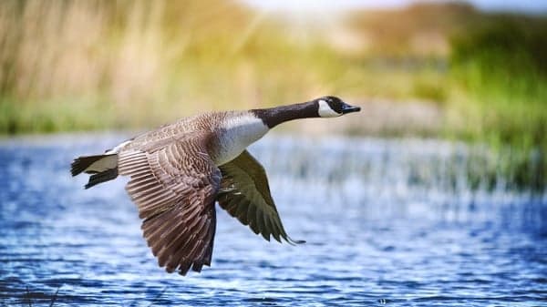 “宁吃飞禽四两 不吃走兽半斤”古人真的那么挑食?(图)