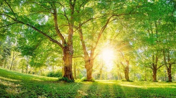 小暑将至 需要注意哪些禁忌及养生方法?(图)