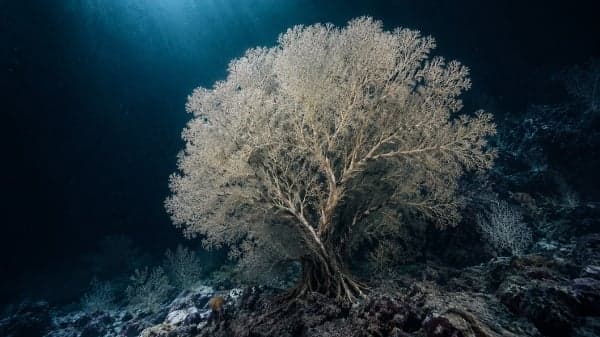 至少活了三百年 峡湾黑暗深处发现“海底巨树”(图)